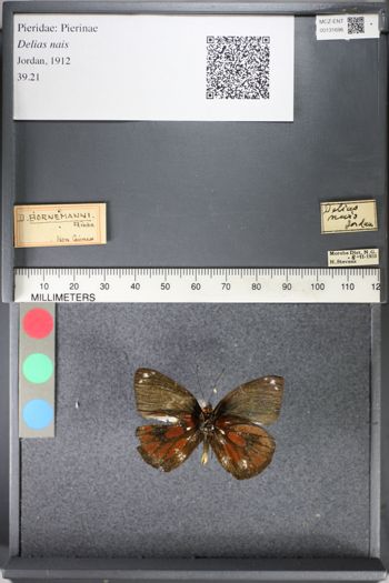 Media type: image;   Entomology 131696